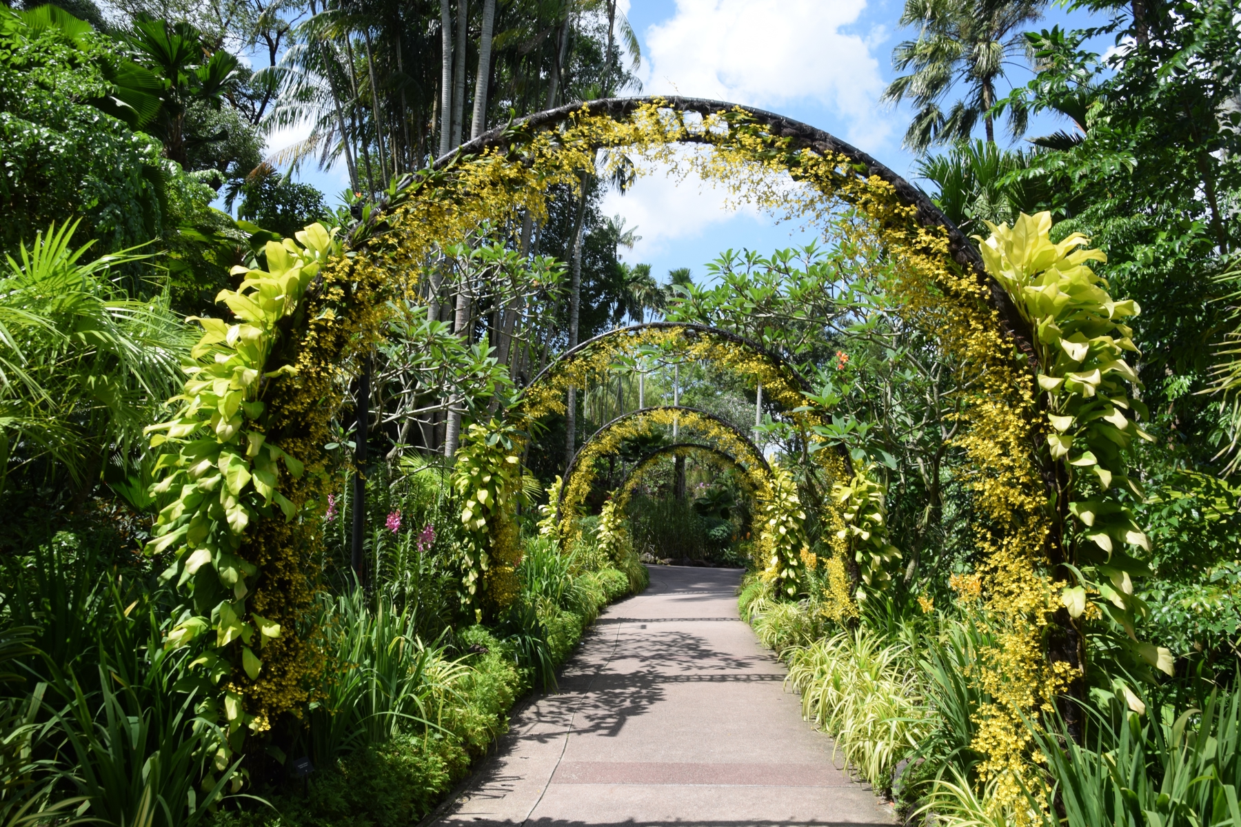 di singapore voi con - Vuon phong lan quoc gia Singapore