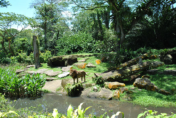 so thu singapore cho gia dinh - Su tu trong khu ban hoang da o Singapore Zoo