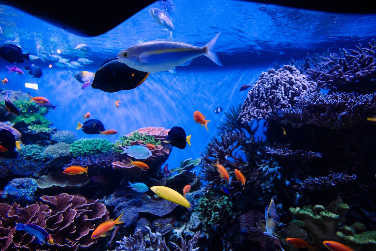 sea aquarium singapore cho trẻ em - Rạn san hô và cá nhiều màu trong thủy cung
