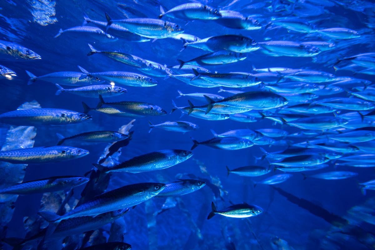 sea aquarium singapore cho trẻ em - Đàn cá bạc bơi trong thủy cung